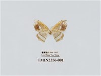 藏品(雙角窗鉤蛾)的圖片